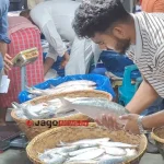 চাঁদপুরে সরবরাহ থাকলেও নাগালের বাইরে ইলিশ