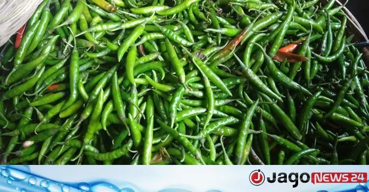 কেজিতে ১০০ টাকা কমেছে কাঁচামরিচের দাম