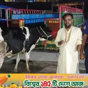 যুবদল কর্মীর বাড়ির আন্ডারগ্রাউন্ড থেকে চুরি হওয়া ২ গরু উদ্ধার