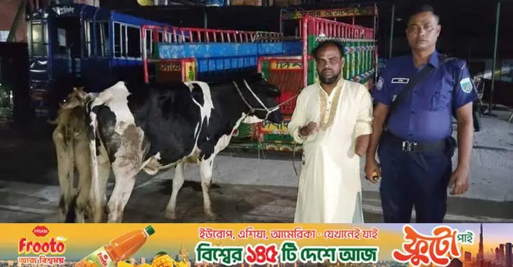যুবদল কর্মীর বাড়ির আন্ডারগ্রাউন্ড থেকে চুরি হওয়া ২ গরু উদ্ধার