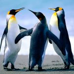 OpenStation Blog: Drag, Drop, Preview: How a Post Gets Written in OpenStation