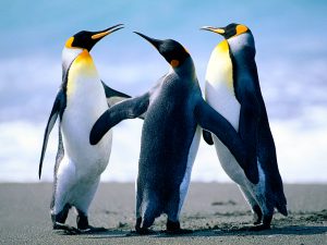OpenStation Blog: Drag, Drop, Preview: How a Post Gets Written in OpenStation