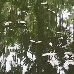 বিষে ভেসে উঠলো মরা মাছ, খামারির ৩ লাখ টাকা ক্ষতি