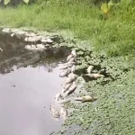 মেহেরপুরে পুকুরে বিষ প্রয়োগে মাছ নিধনের অভিযোগ