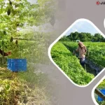 বাজারে বিষমুক্ত করলার দাম নেই, আগ্রহ হারাচ্ছেন কৃষকরা