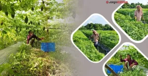 বাজারে বিষমুক্ত করলার দাম নেই, আগ্রহ হারাচ্ছেন কৃষকরা