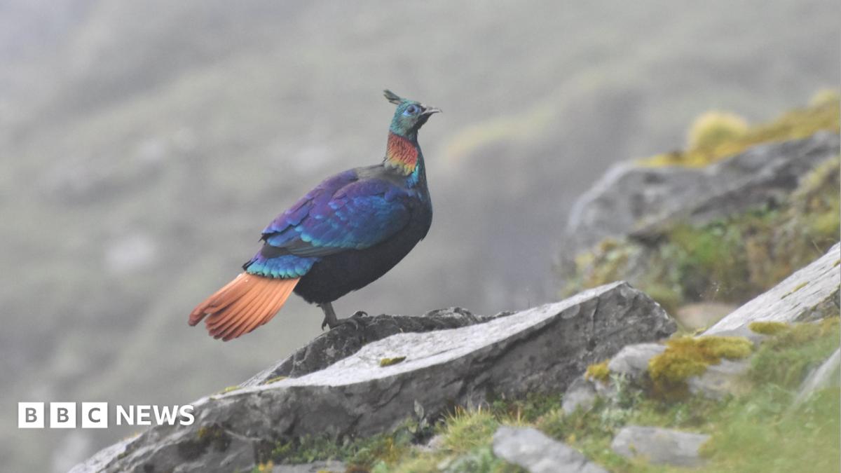 An exquisite Himalayan hen is altering its voice as a consequence of human exercise, analysis reveals