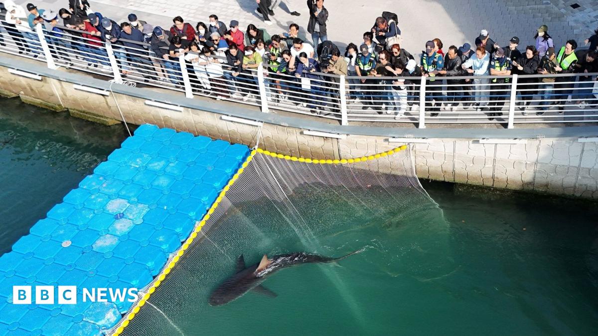 South Korea: Celeb shark guided out of Busan canal refuses to swim out to sea