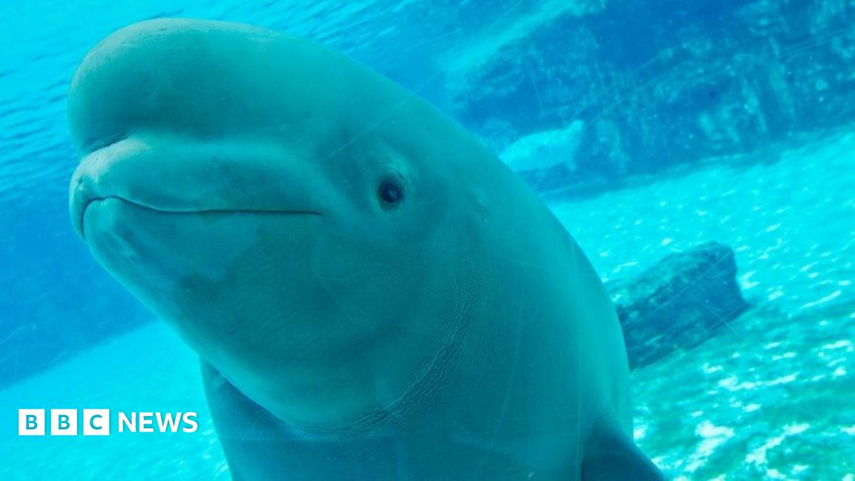 The unsure way forward for Marineland’s 30 rescued belugas