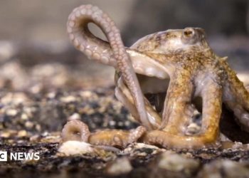Blue Planet III: Second Octopus escapes loss of life