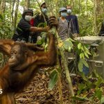 Orangutans launched again into Borneo forest after devastating fires