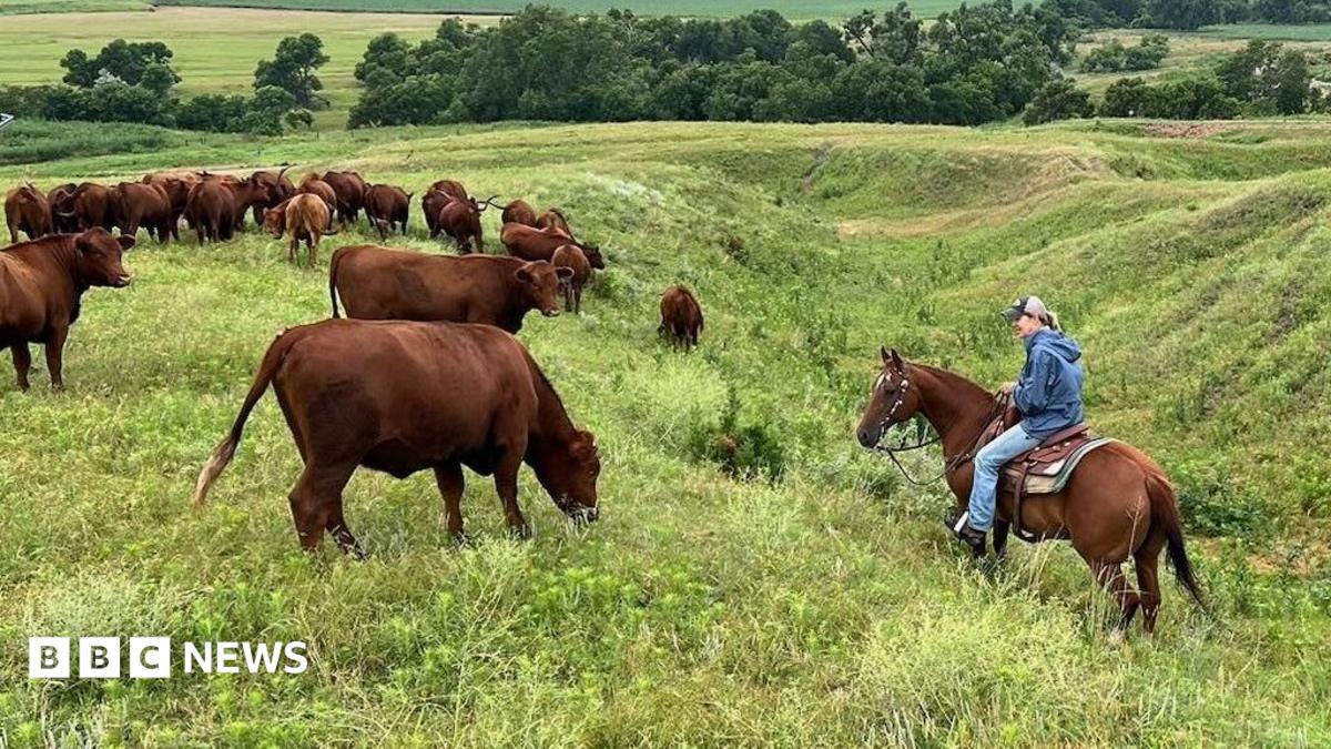US ranchers wrestle with hovering prices – and their loyalty to Trump