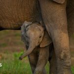 World nature talks attain deal however cash stays a problem