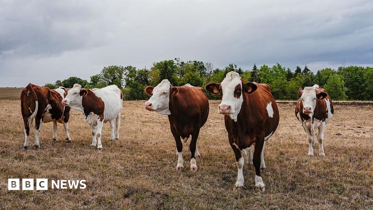 First human case of Shamonda virus detected in France, officers say