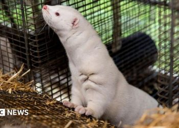 Denmark to ban mink farming in authorities U-turn