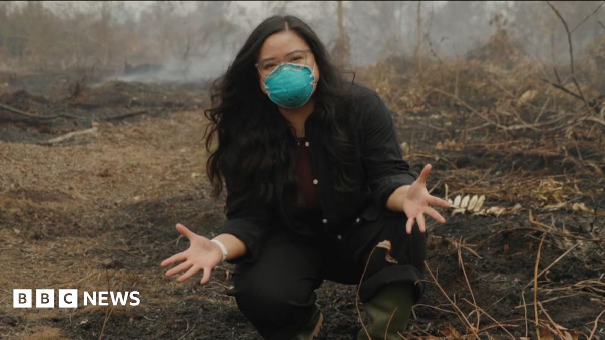 Why is a peat fireplace so unhealthy? BBC is in Indonesia to seek out out